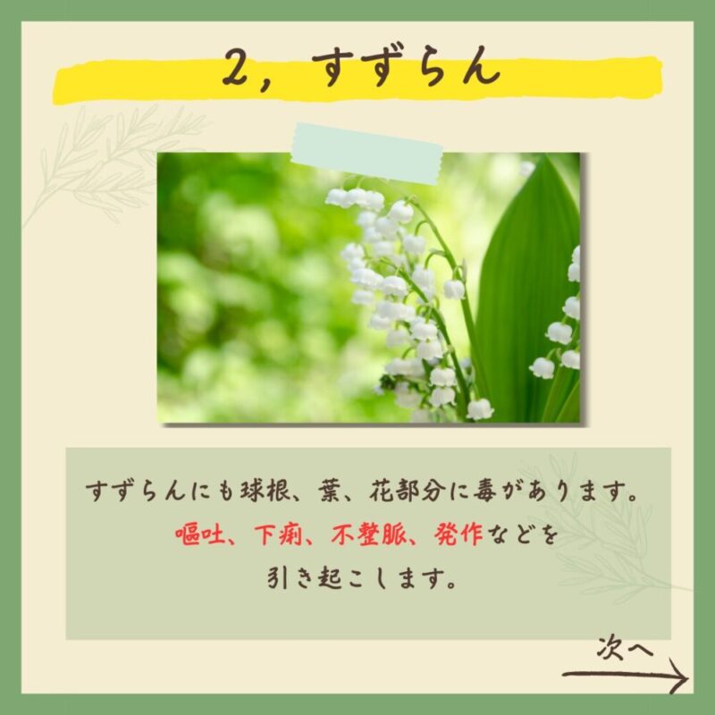【保存版】実は…！超危険な春の植物７選！　チューリップ