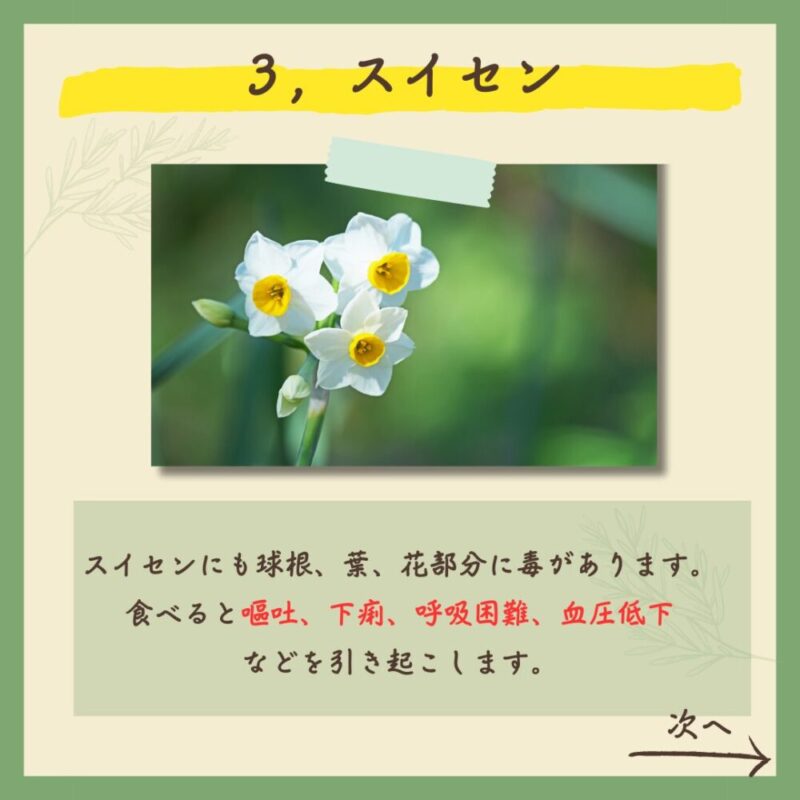 【保存版】実は…！超危険な春の植物７選！　スイセン