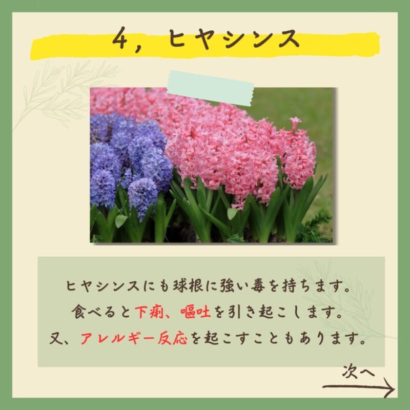 【保存版】実は…！超危険な春の植物７選！　ヒヤシンス