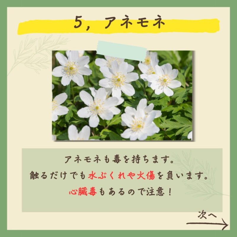 【保存版】実は…！超危険な春の植物７選！　アネモネ