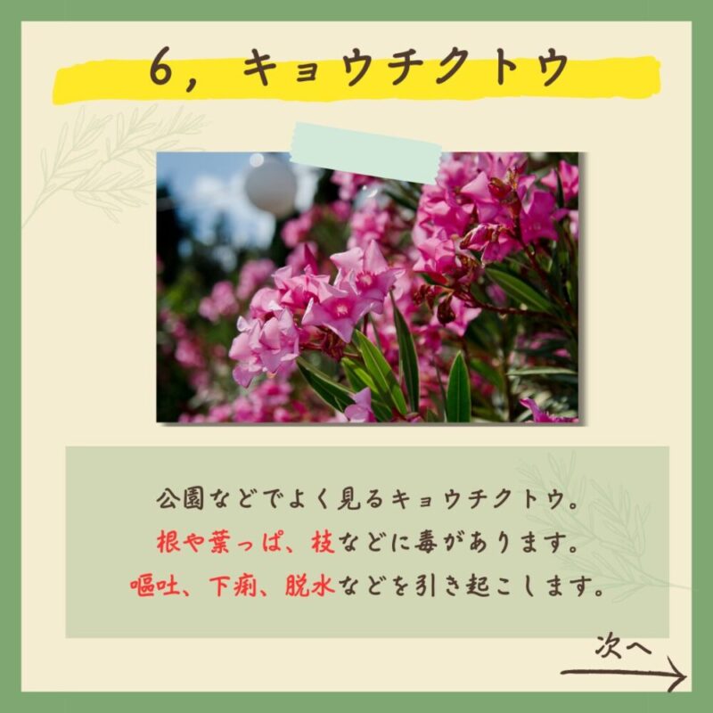 【保存版】実は…！超危険な春の植物７選！　キョウチクトウ