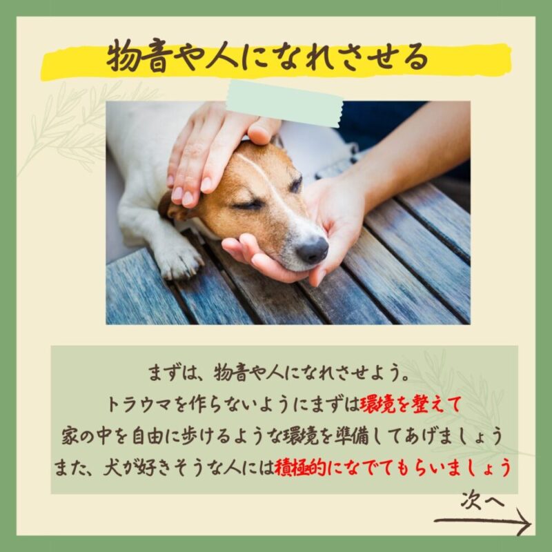 子犬のうちにやっておけばよかったこと5選　物音や人になれさせる