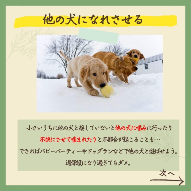 子犬のうちにやっておけばよかったこと5選　他の犬になれさせる