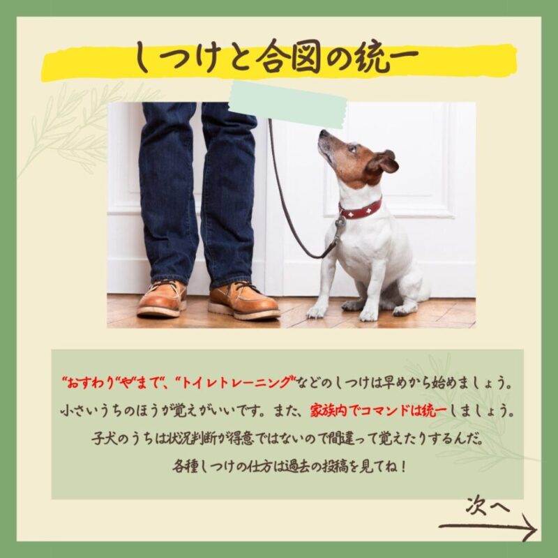 子犬のうちにやっておけばよかったこと5選　しつけと合図の統一