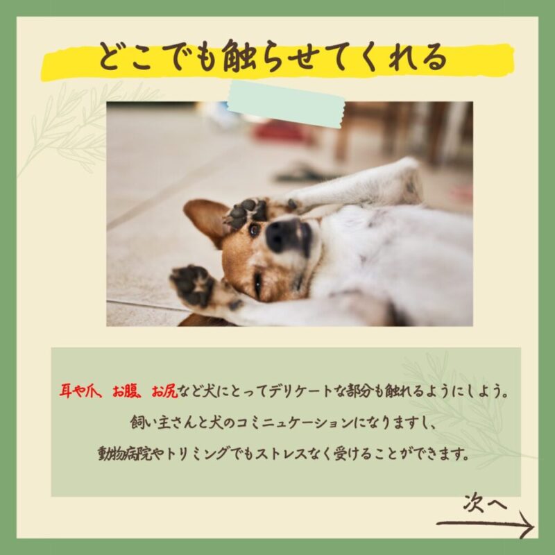 子犬のうちにやっておけばよかったこと5選　どこでも触らせてくれる