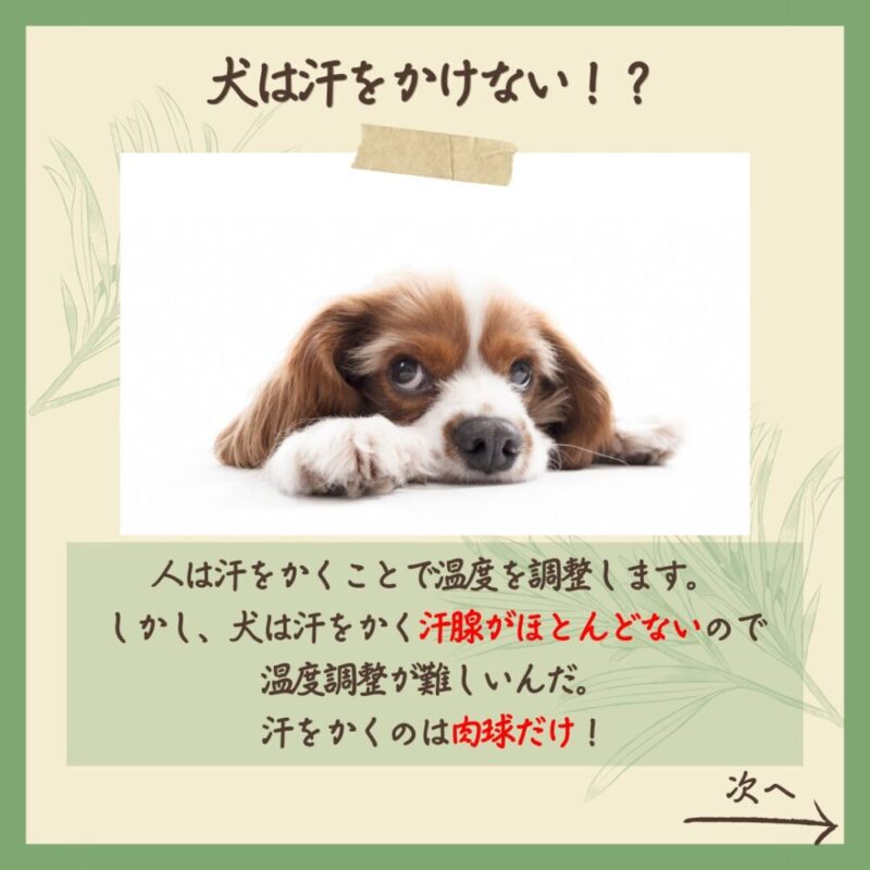 扇風機効果なし 犬は汗をかけない!?