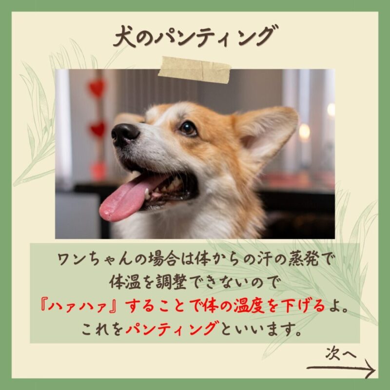 扇風機効果なし 犬のパンティング