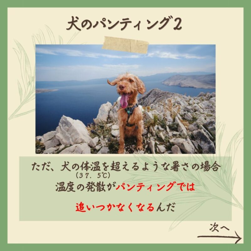 扇風機効果なし 犬のパンティング2