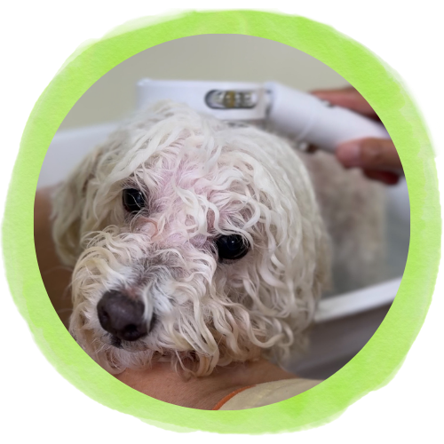 炭酸マイクロバブル