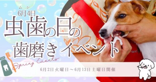 歯磨きイベント